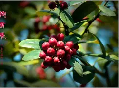 开云-'聇覟?匐-]彞P藚驒*溗岫繇[F枸?|T箍蚰D??"的简单介绍