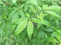 开云-放课后の鬼ごこ安卓版